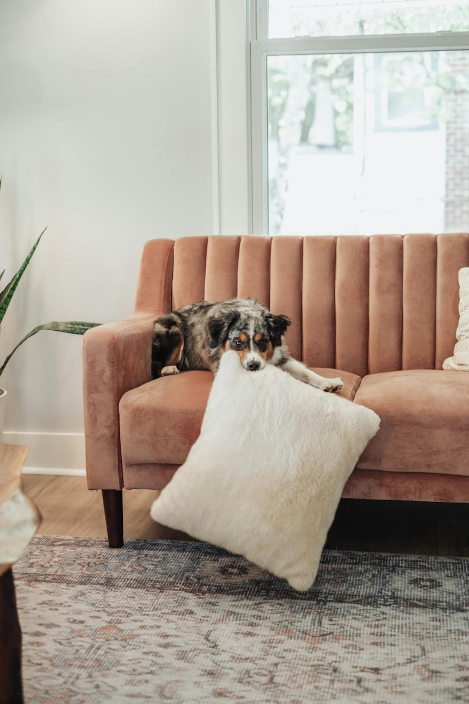 Dog on a couch in a cozy living room